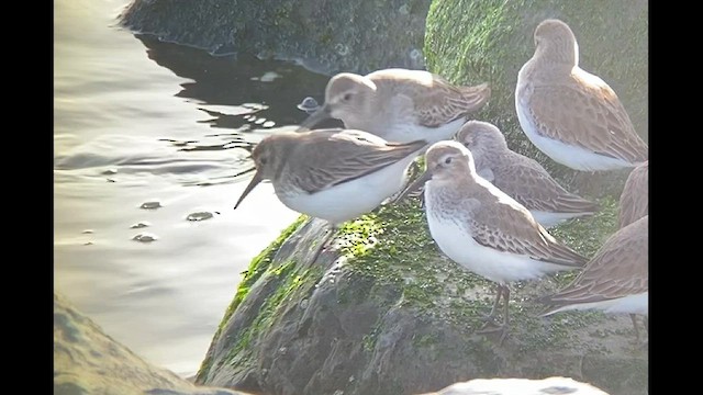 Western Sandpiper - ML526390071