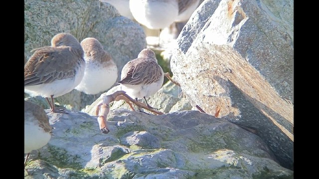 Western Sandpiper - ML526390081