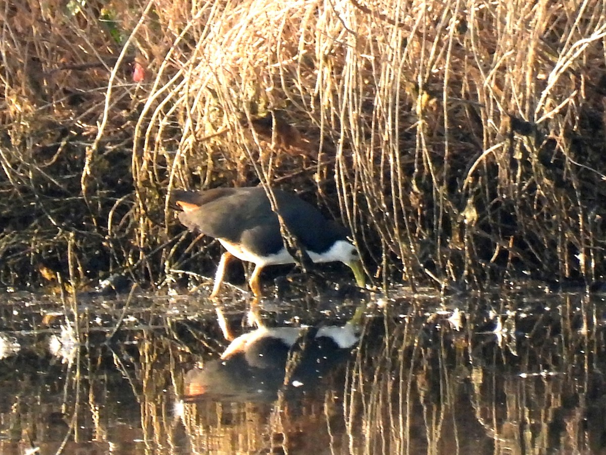 White-breasted Waterhen - ML526391051