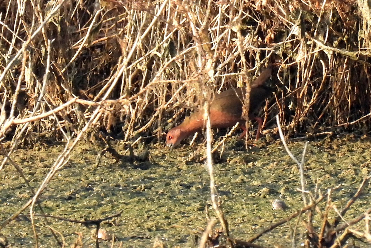 Ruddy-breasted Crake - ML526391151