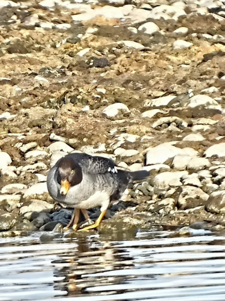 Barrow's Goldeneye - ML526391311