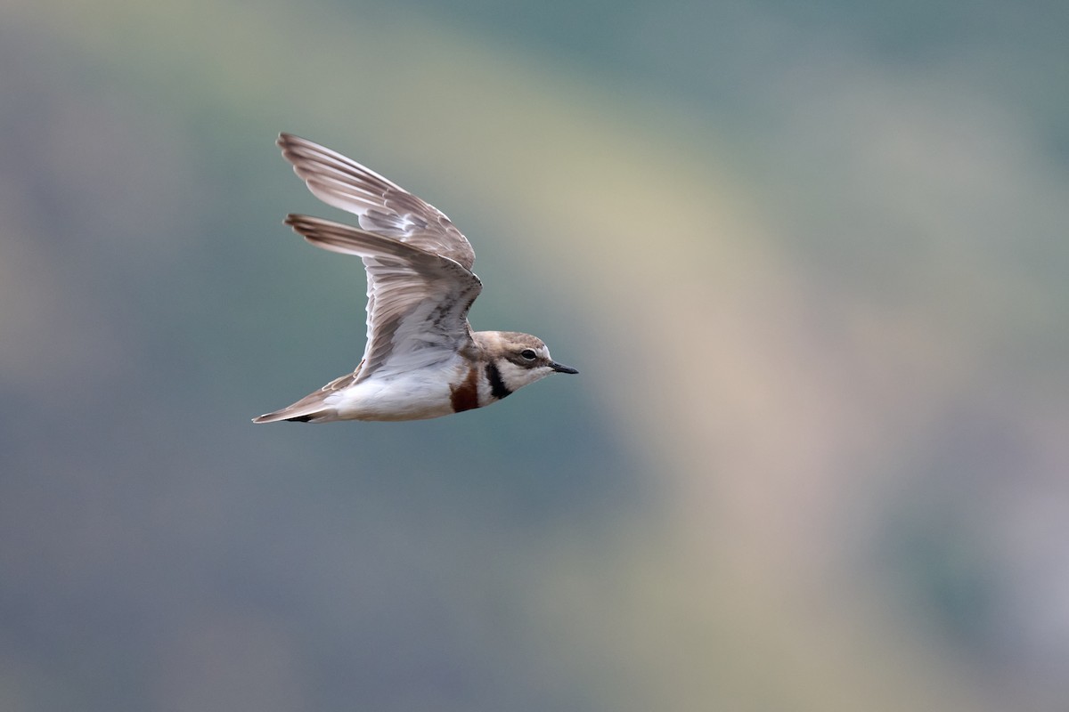 Double-banded Plover - ML526391391