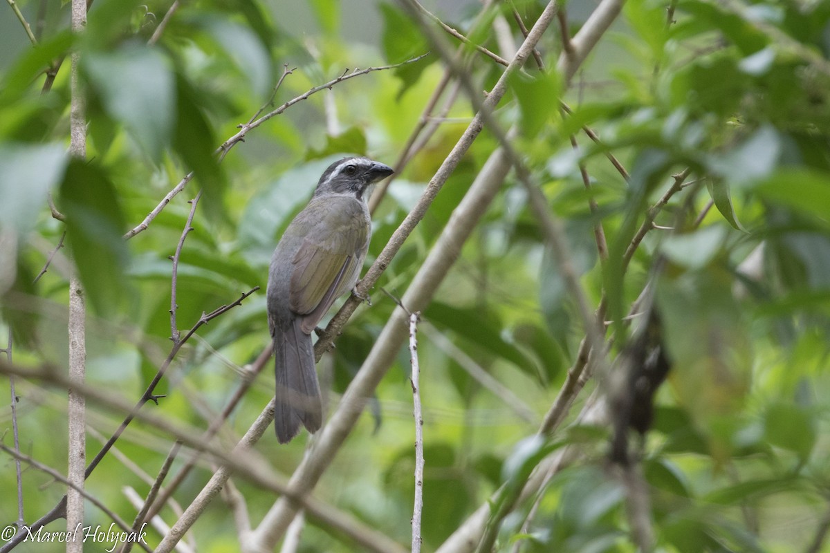 Green-winged Saltator - ML526391741