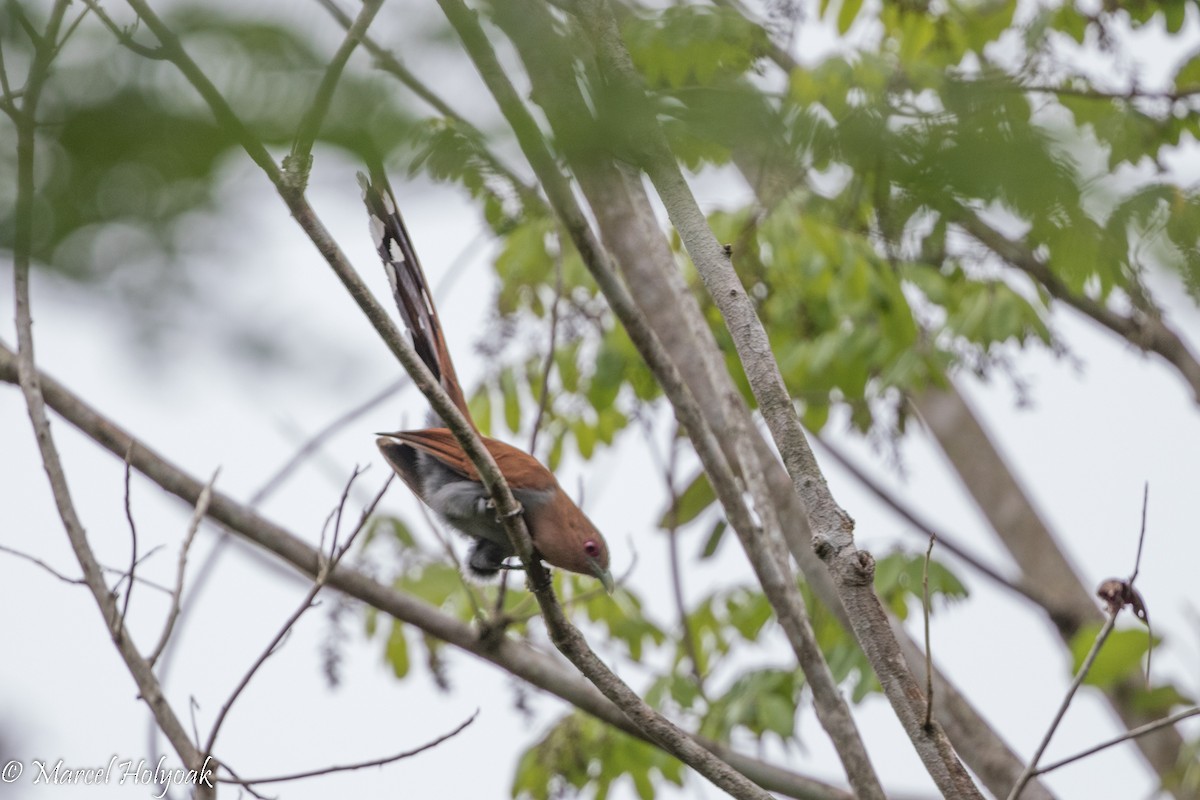 Squirrel Cuckoo - ML526395841