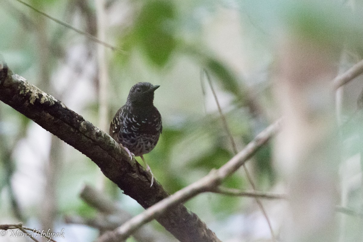 Scalloped Antbird - ML526397111