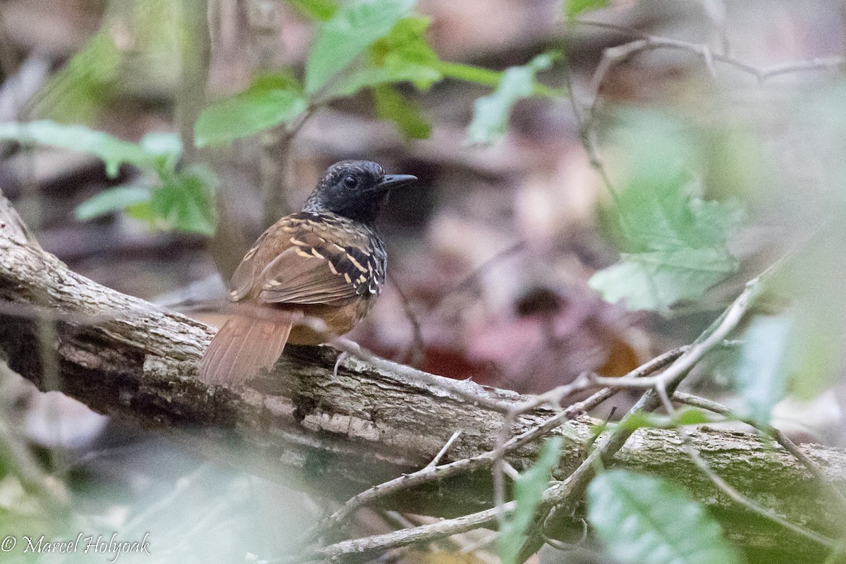 Scalloped Antbird - ML526397121