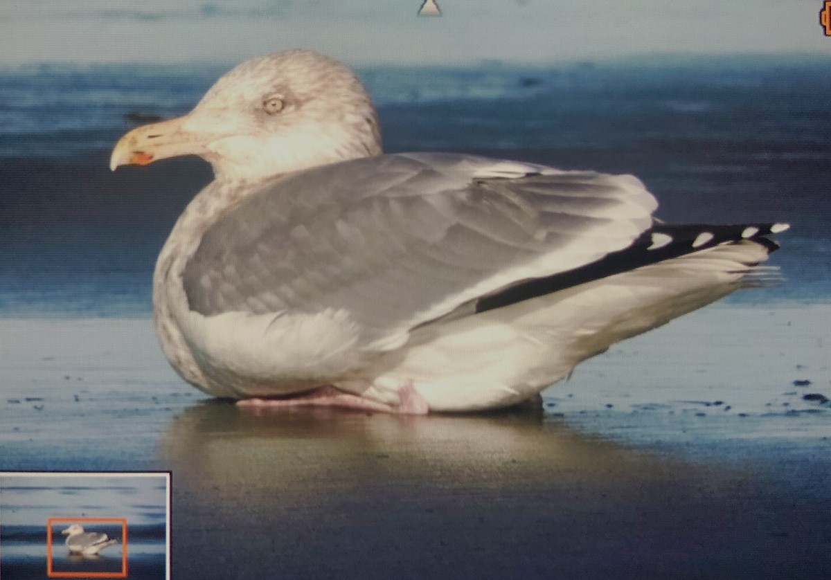 Herring Gull - ML526398831