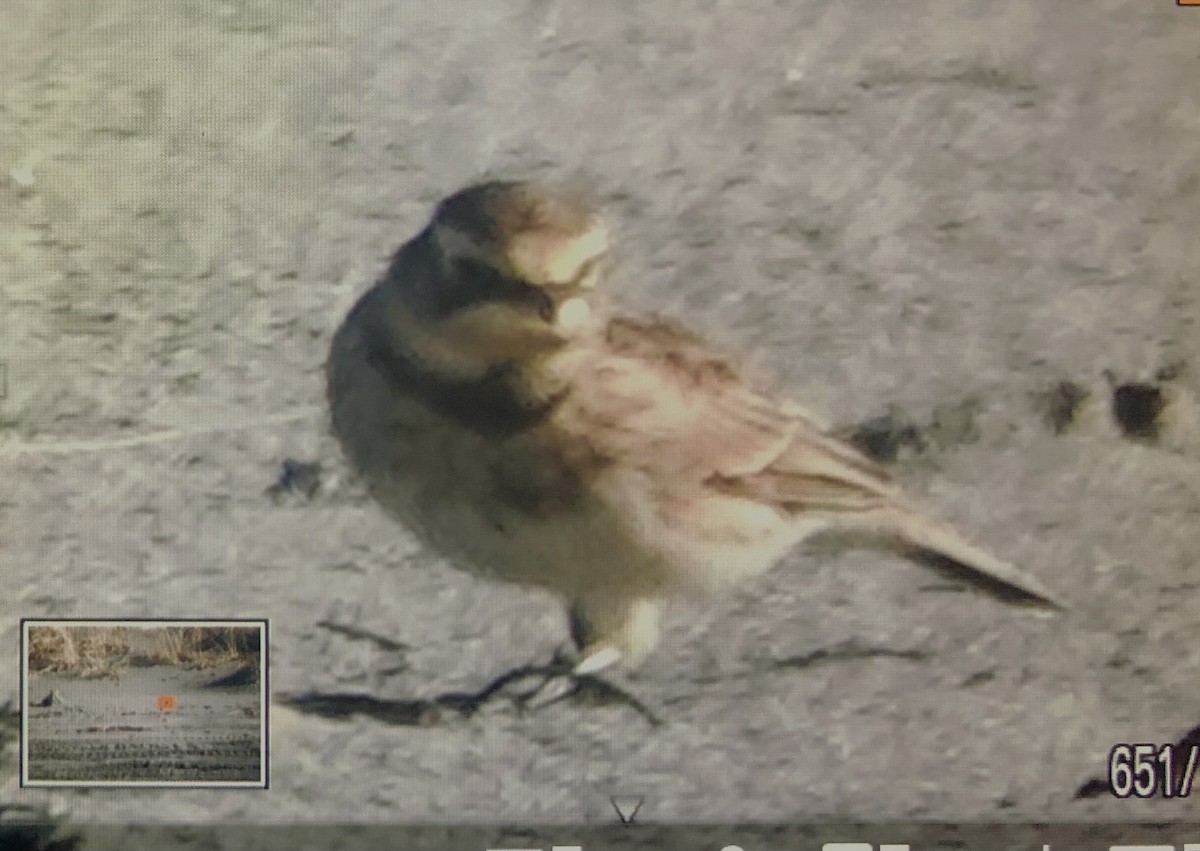 Horned Lark - Darchelle Worley