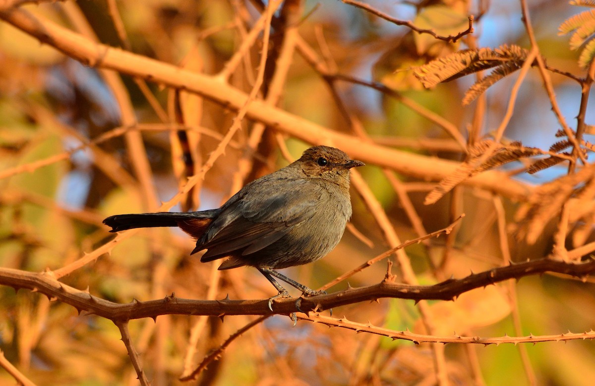 Indian Robin - ML526399621