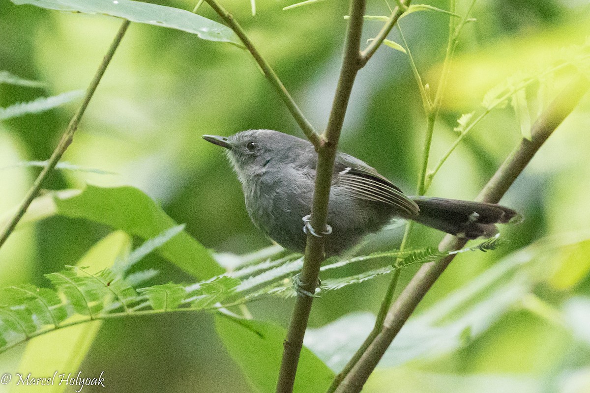 Rio de Janeiro Antbird - Marcel Holyoak