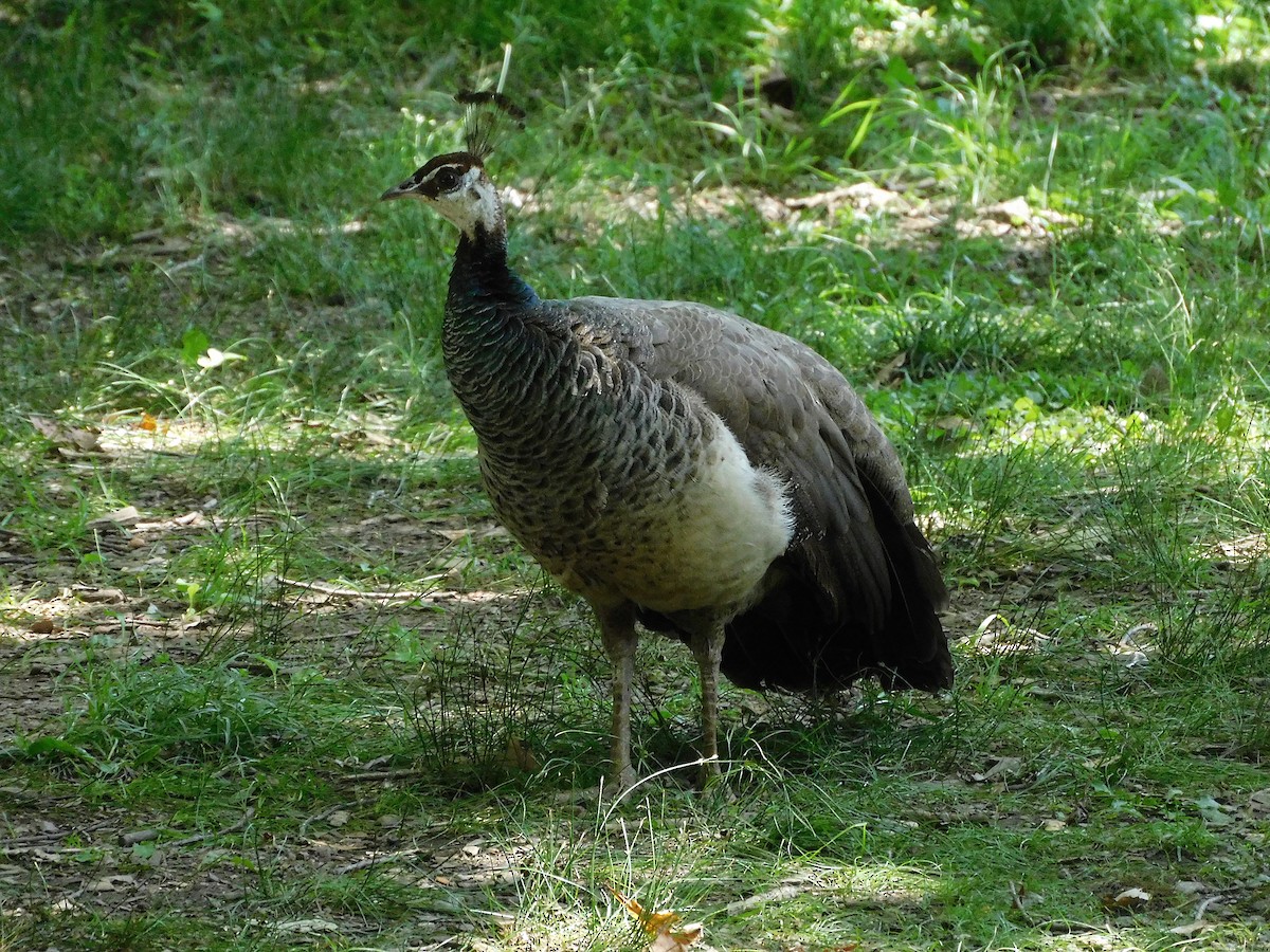 Indian Peafowl (Domestic type) - George Vaughan