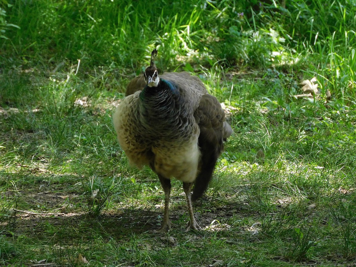 Indian Peafowl (Domestic type) - George Vaughan