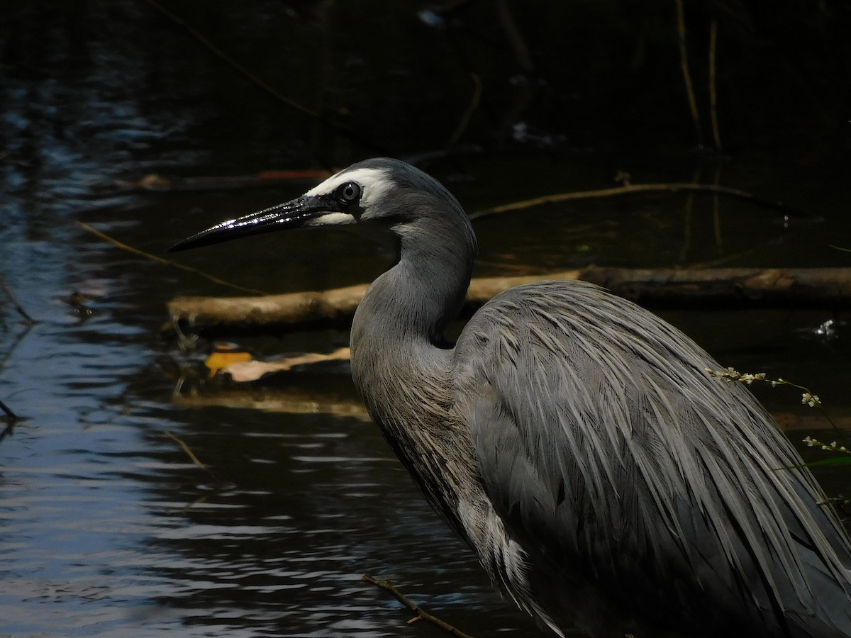 White-faced Heron - ML526401891