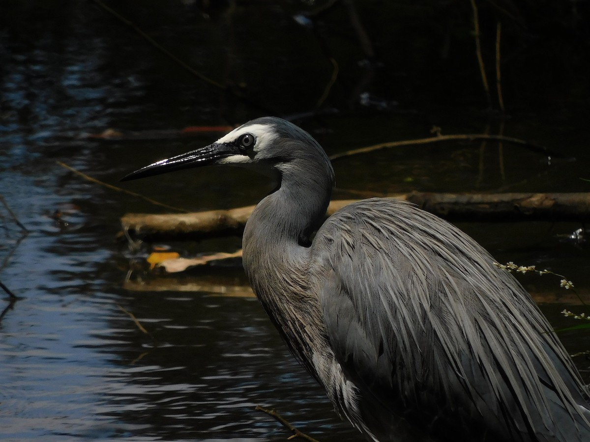 White-faced Heron - ML526401911