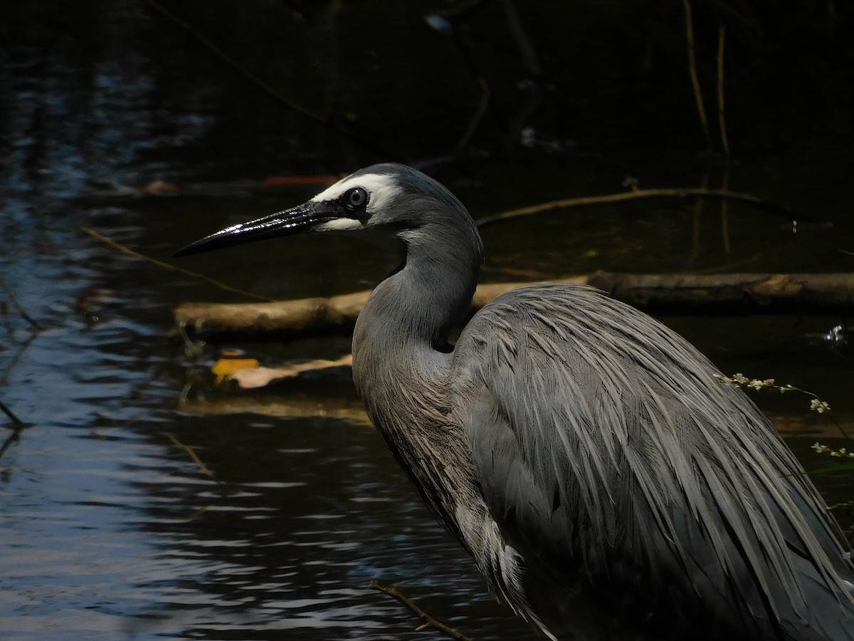 White-faced Heron - ML526401931