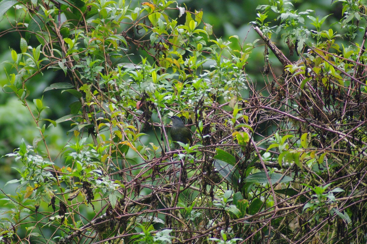 Black-and-yellow Silky-flycatcher - ML526402551