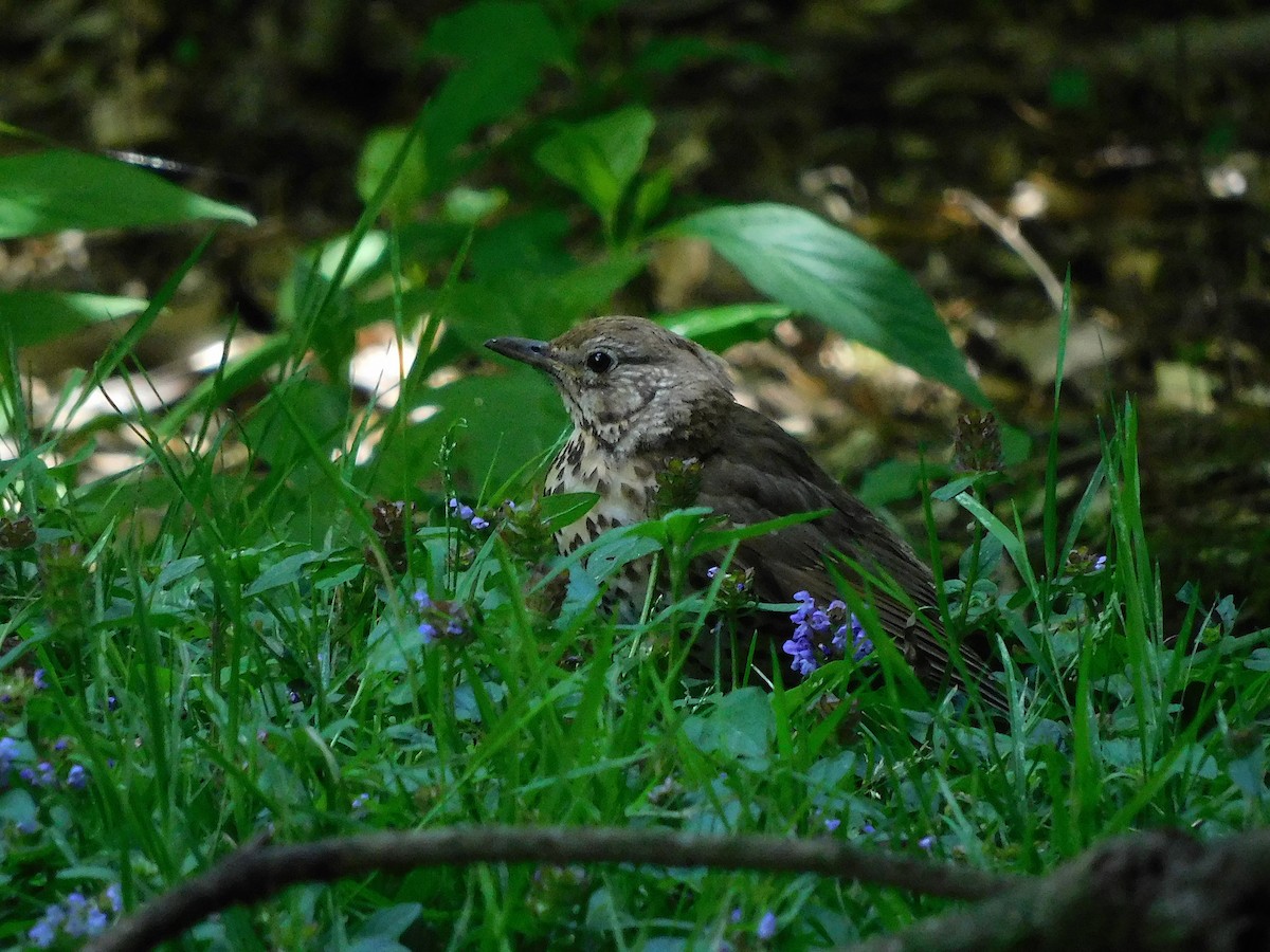 Song Thrush - ML526403051