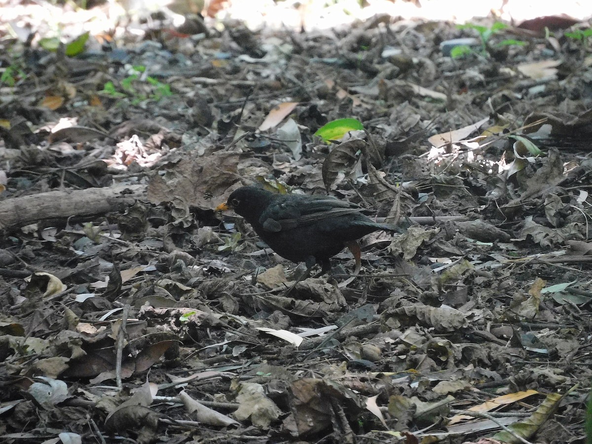 Eurasian Blackbird - ML526403201