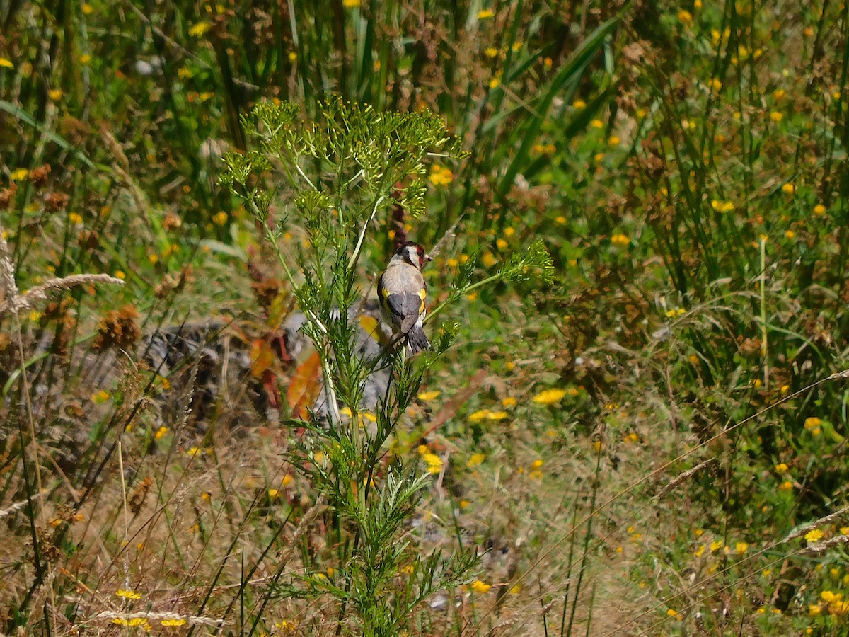 European Goldfinch - ML526403421