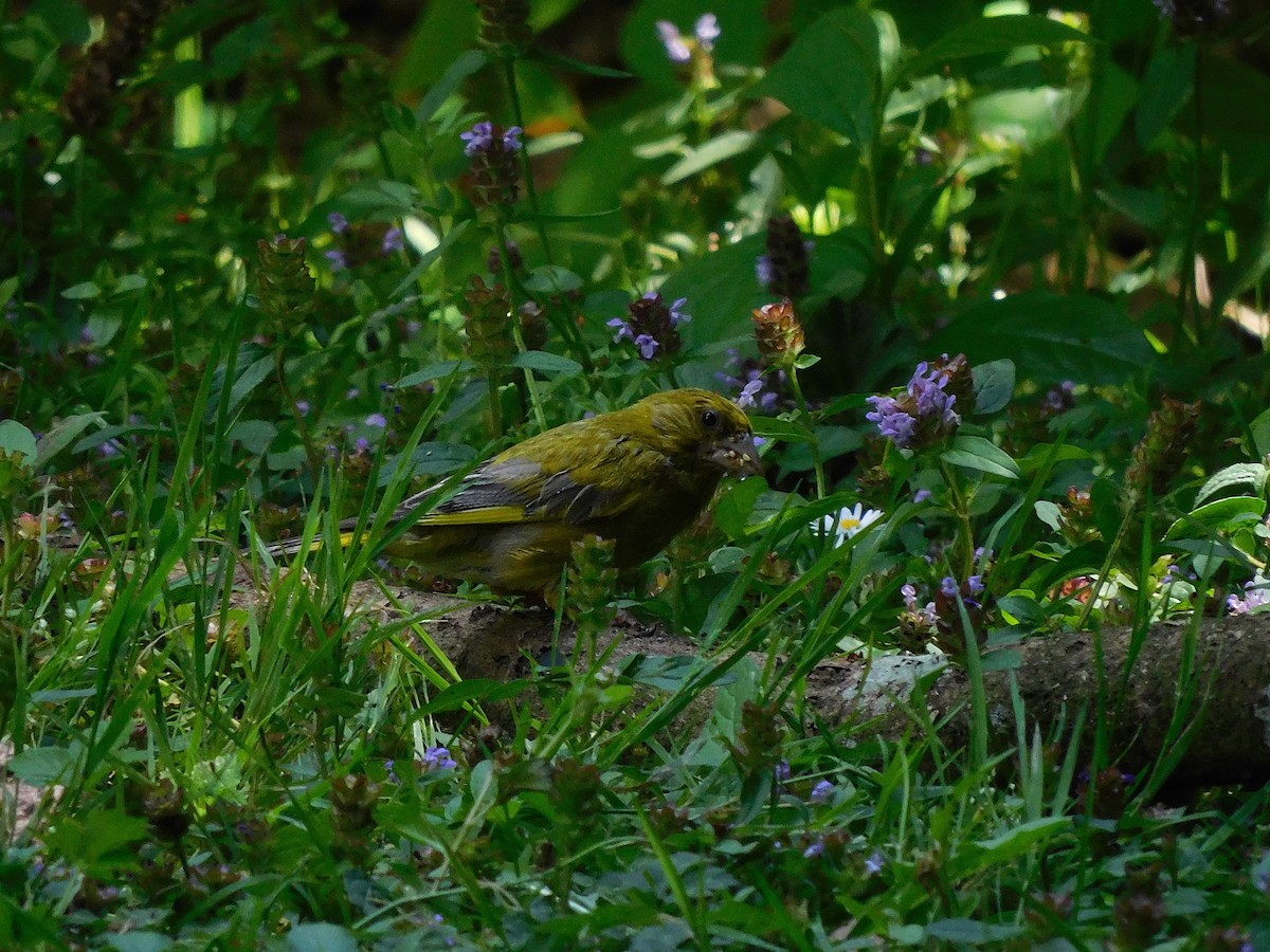 European Greenfinch - ML526403491