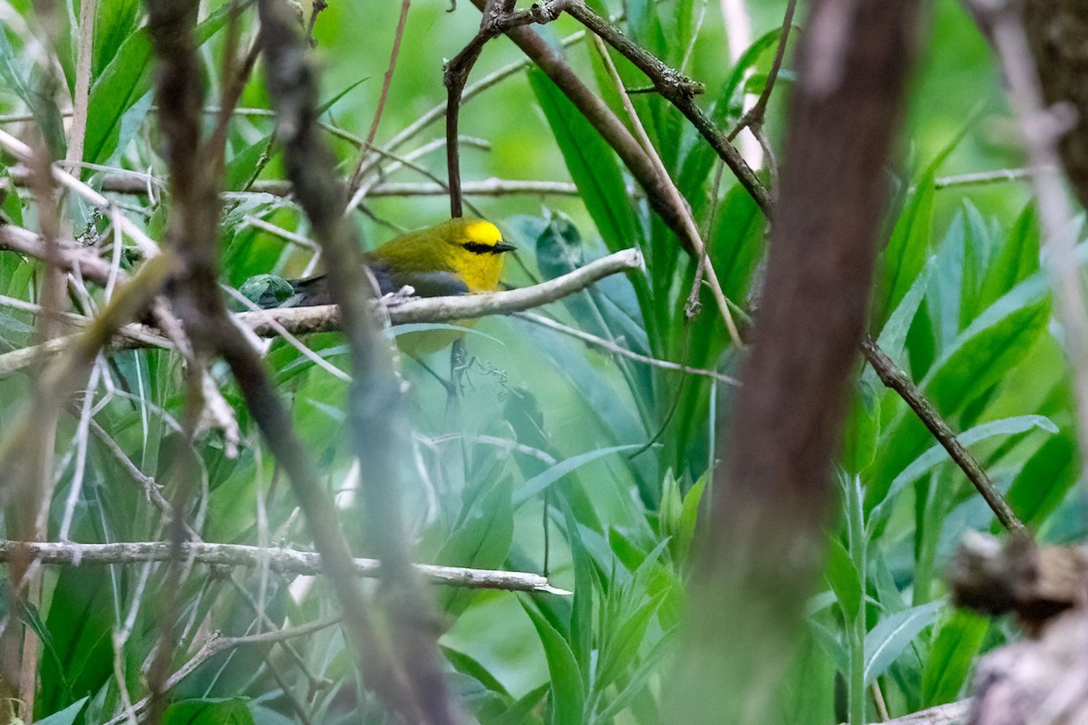 Blue-winged Warbler - ML526403741