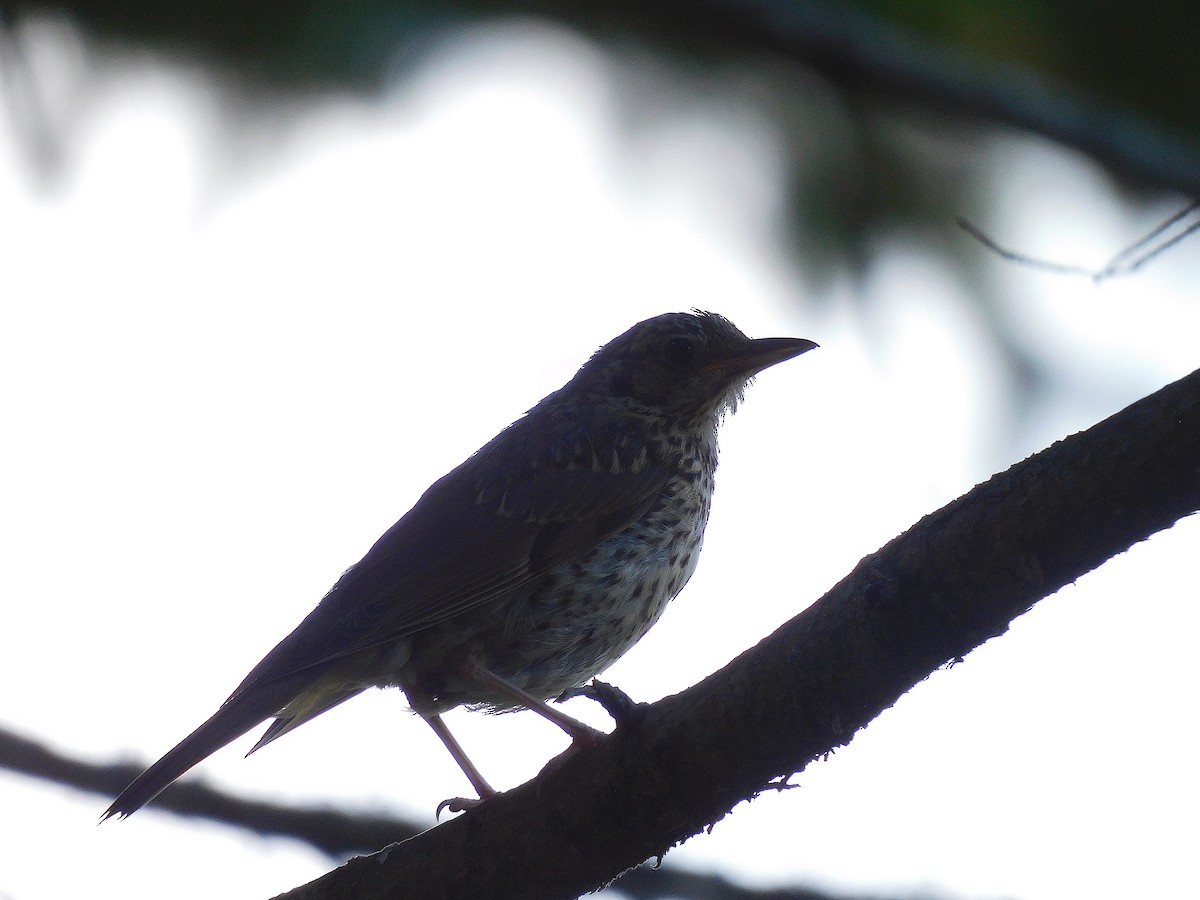 Song Thrush - ML526403821