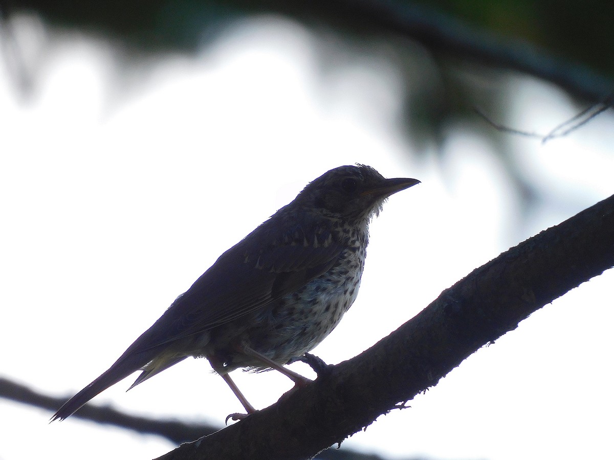 Song Thrush - ML526403831