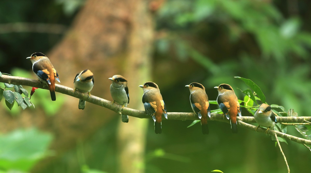 Silver-breasted Broadbill - ML526404321