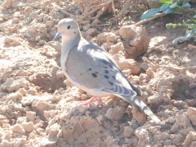 Mourning Dove - ML526406421