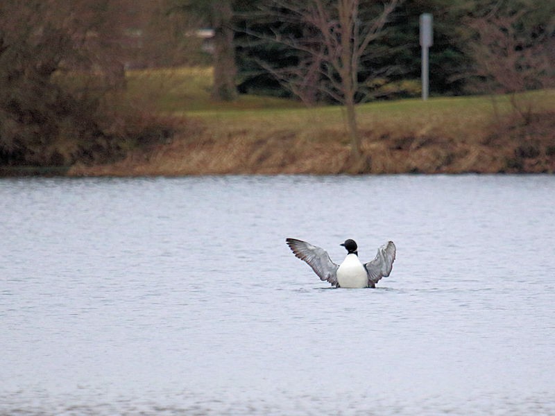 Common Loon - Stan Lilley