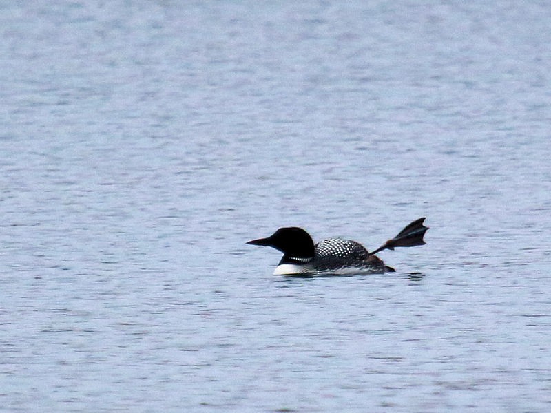 Common Loon - ML52640661