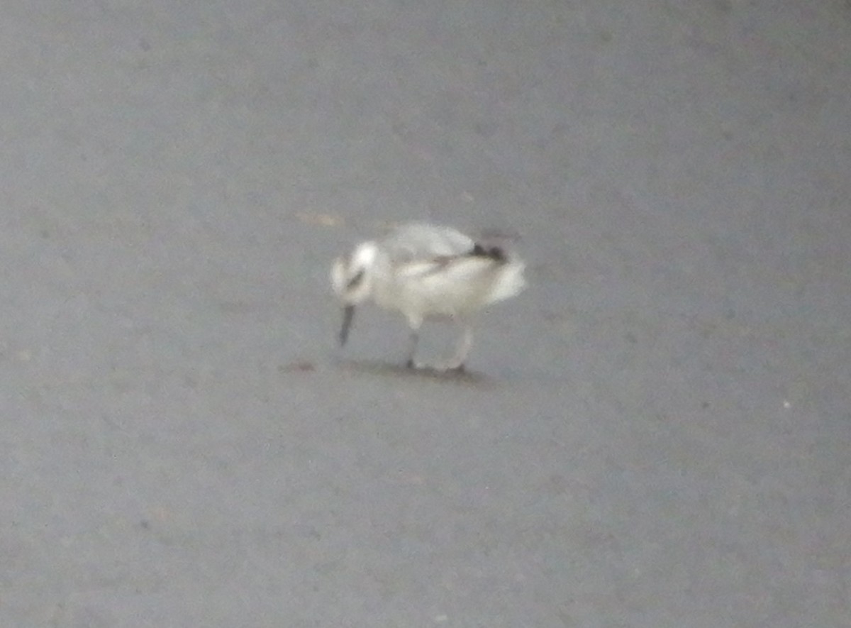 Red Phalarope - ML526407761