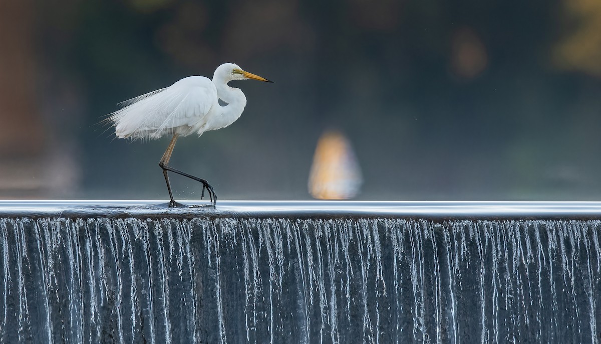 Great Egret - ML526407921