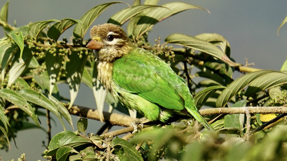 White-cheeked Barbet - Abhijit Ghaskadbi