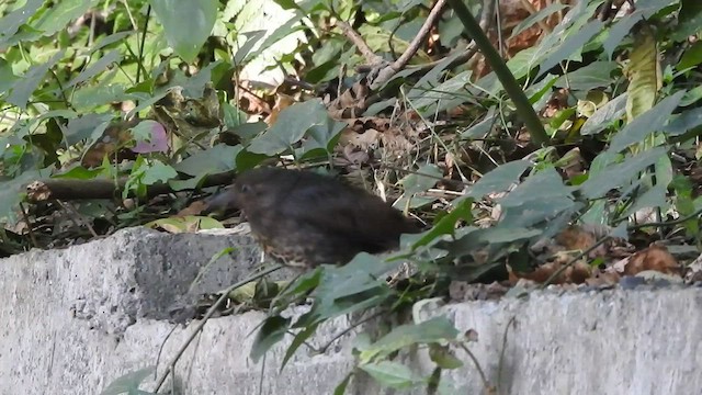 Long-billed Thrush - ML526410101