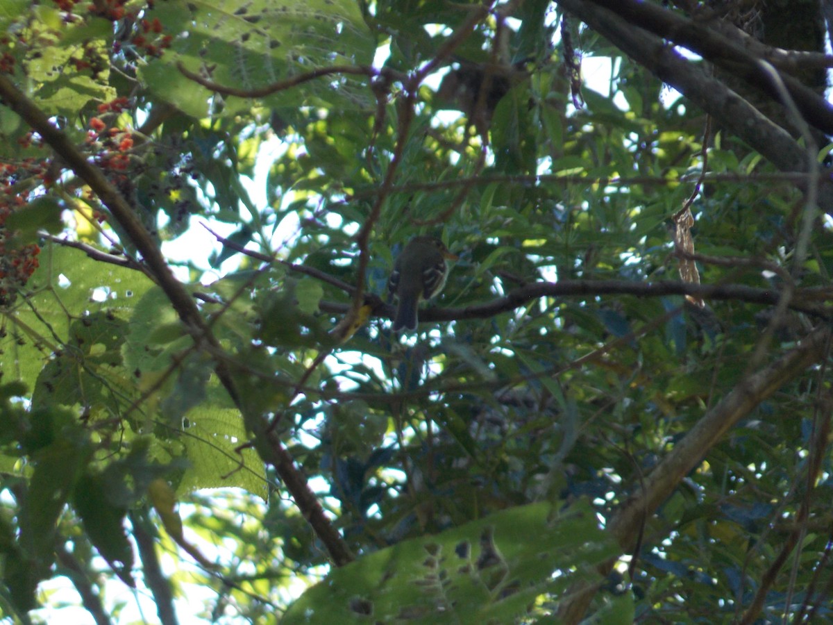 Yellow-bellied Flycatcher - ML526410481