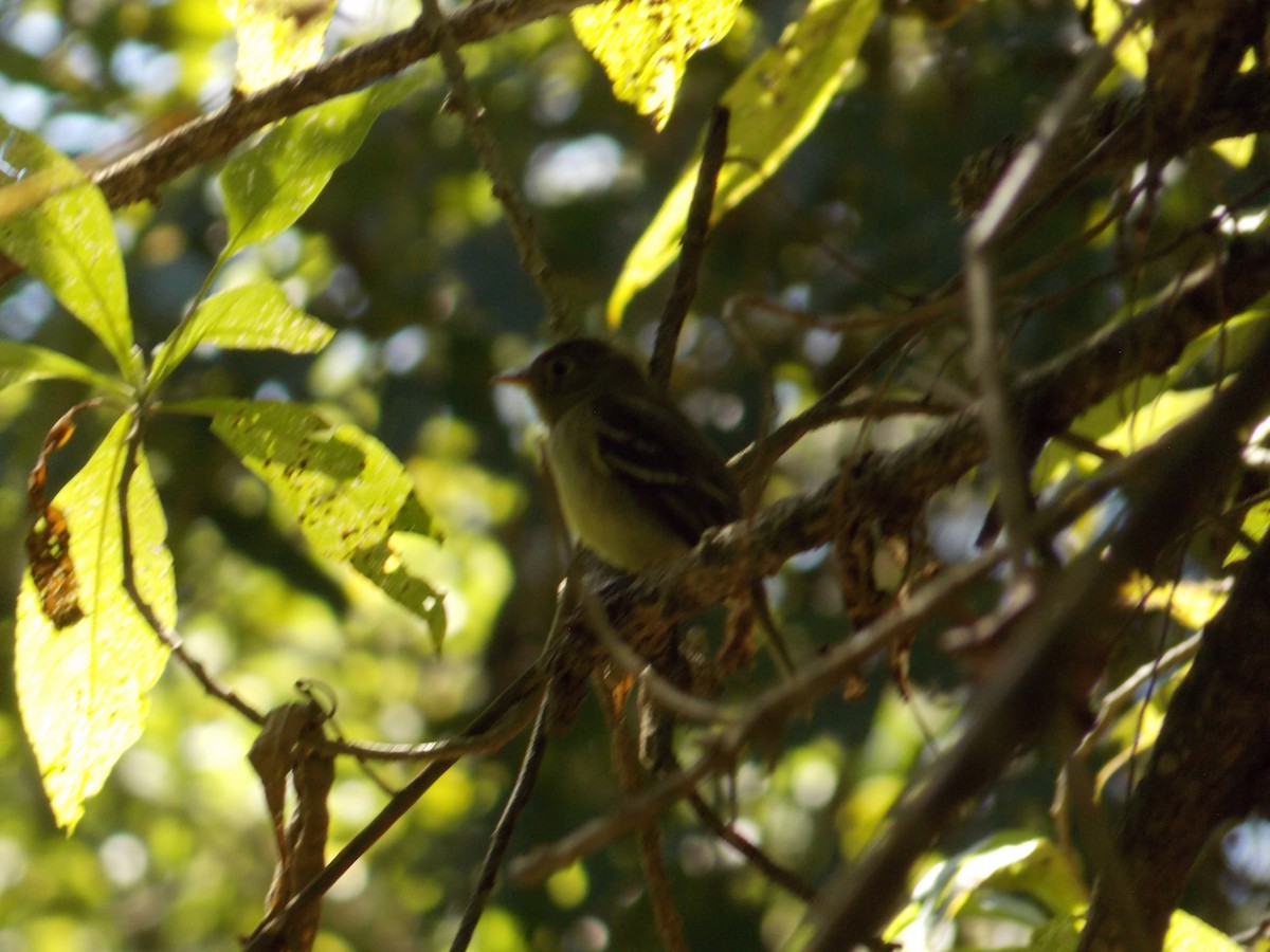 Yellow-bellied Flycatcher - ML526410491