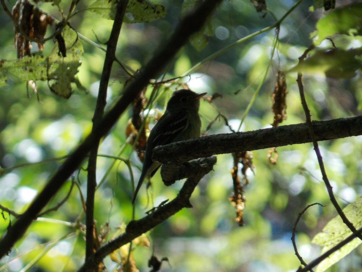 Yellow-bellied Flycatcher - ML526410501