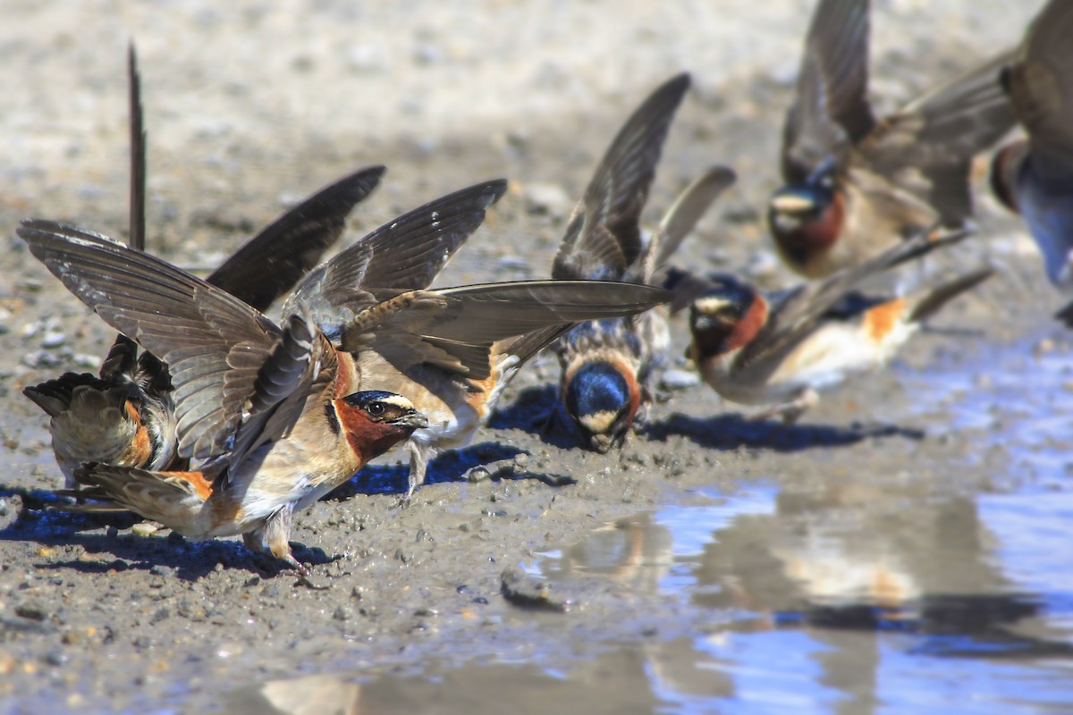 Cliff Swallow - ML52641311