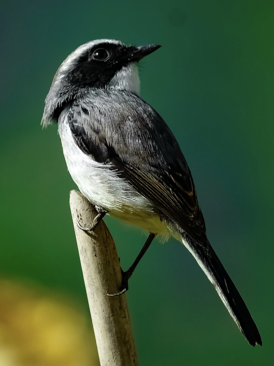 Gray Bushchat - ML526413291