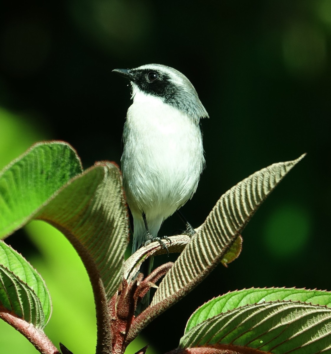 Gray Bushchat - ML526413301