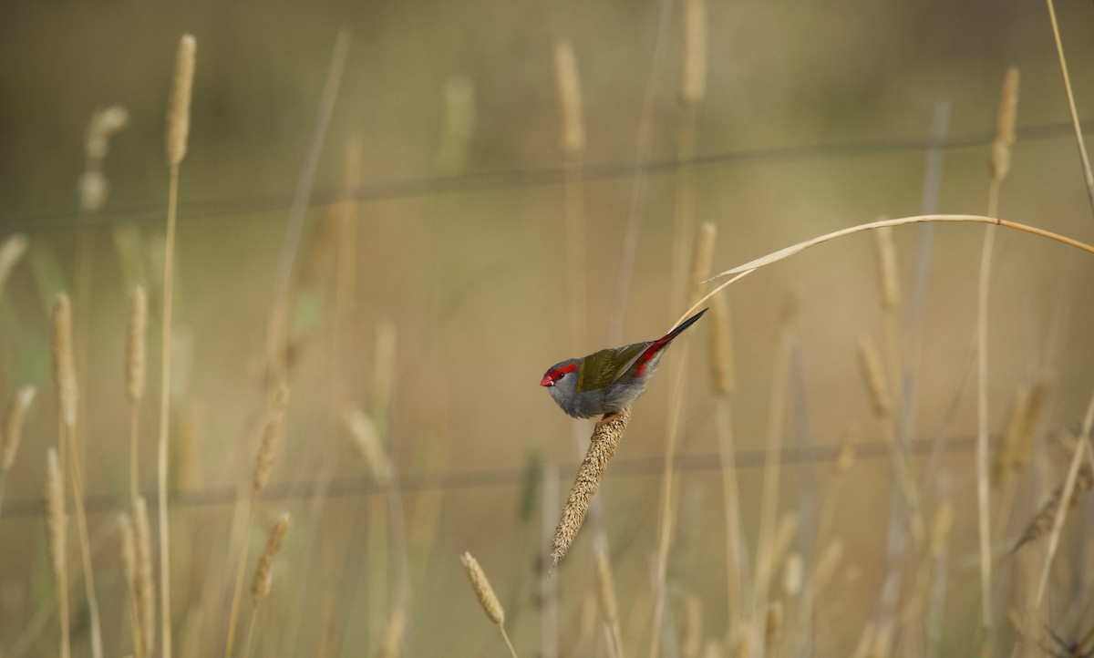 Red-browed Firetail - ML526413341