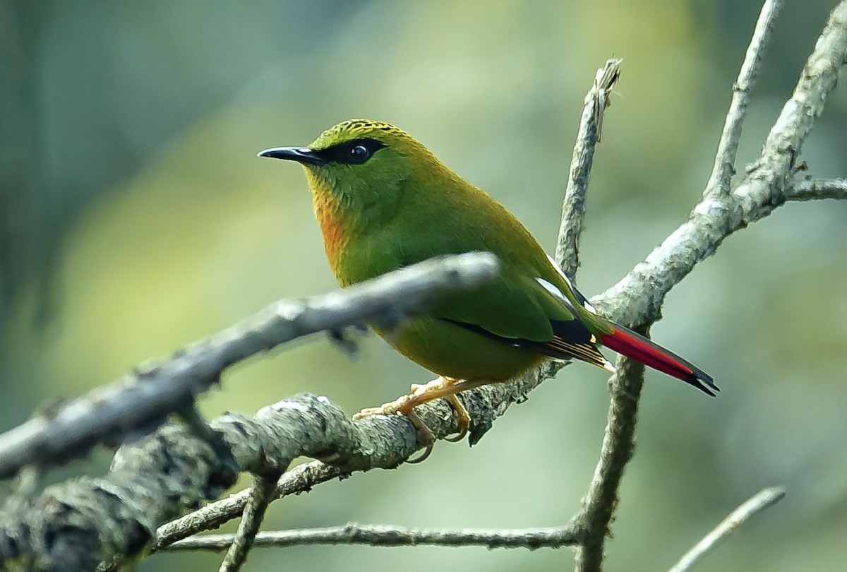 Fire-tailed Myzornis - ML526413961