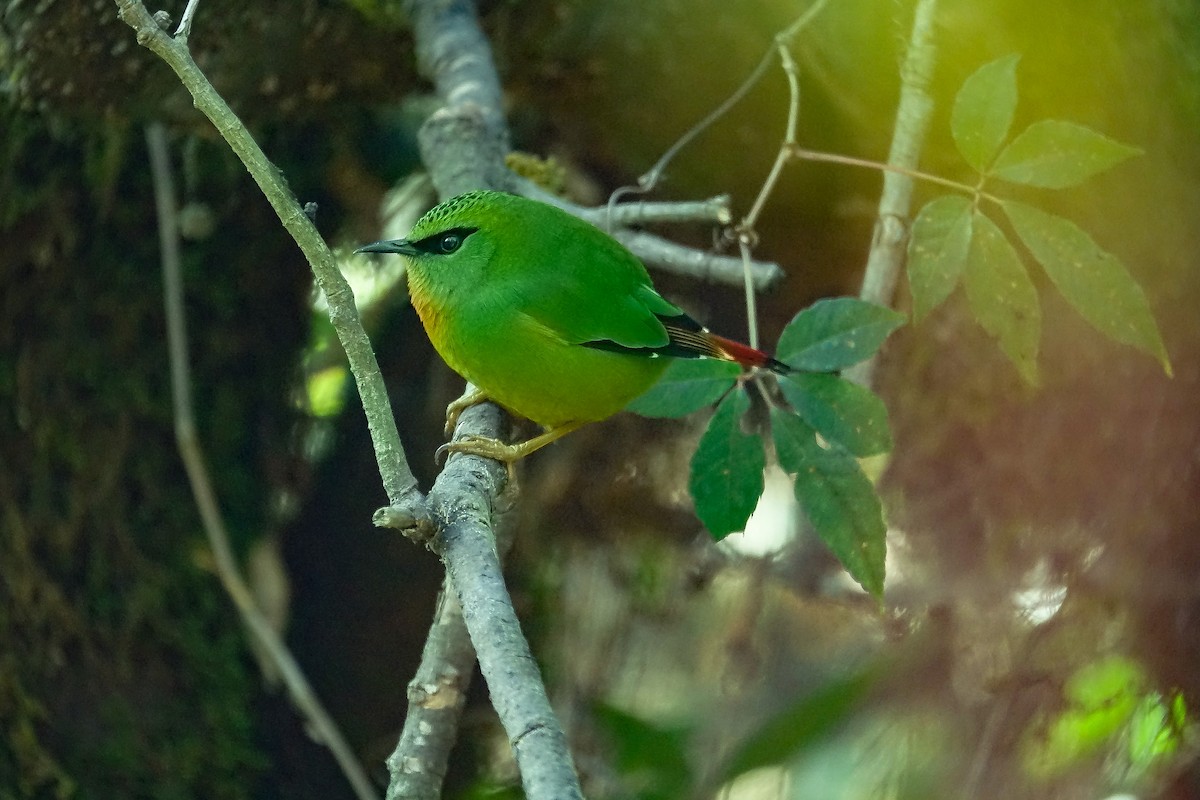 Fire-tailed Myzornis - ML526413981