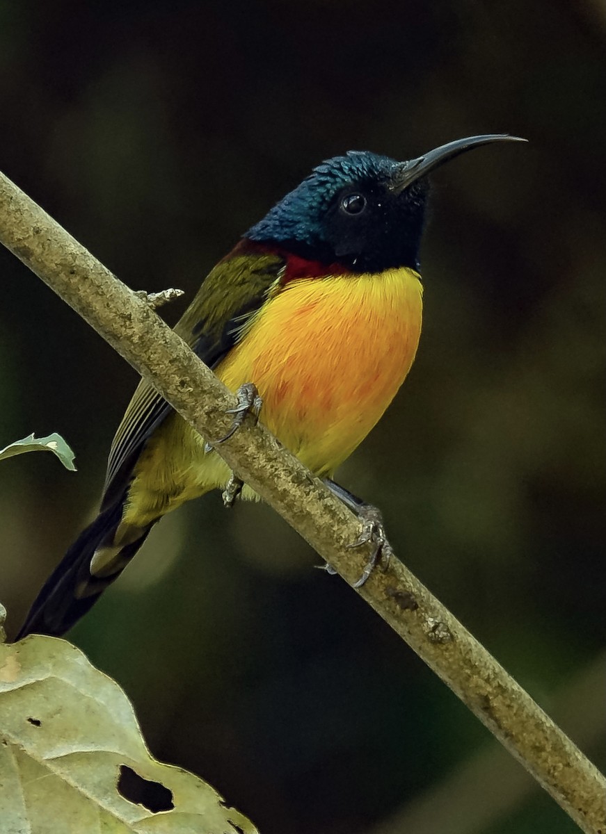 Green-tailed Sunbird - ML526414101