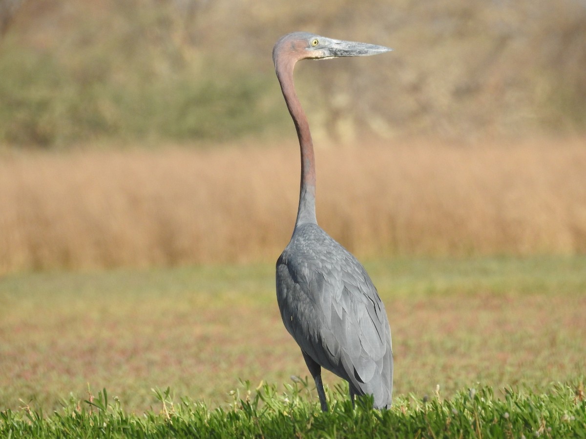 Goliath Heron - ML526415251