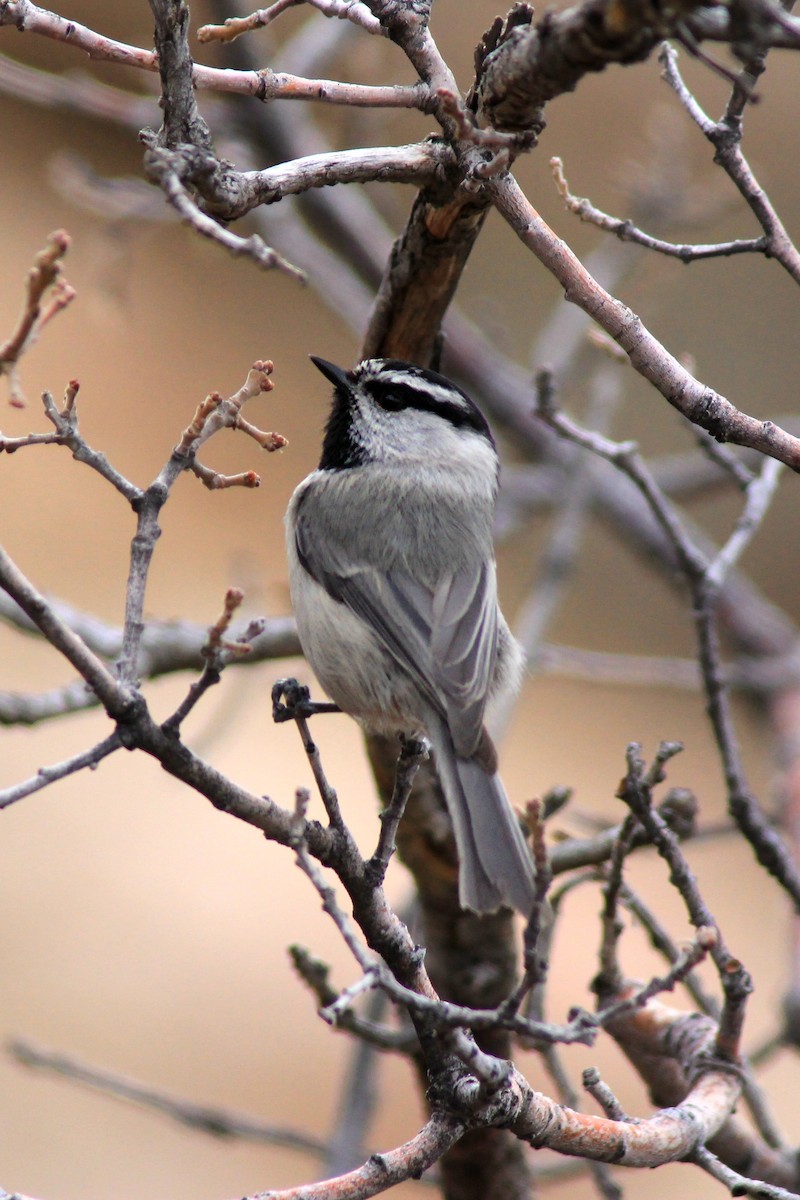 Mountain Chickadee - ML52641541