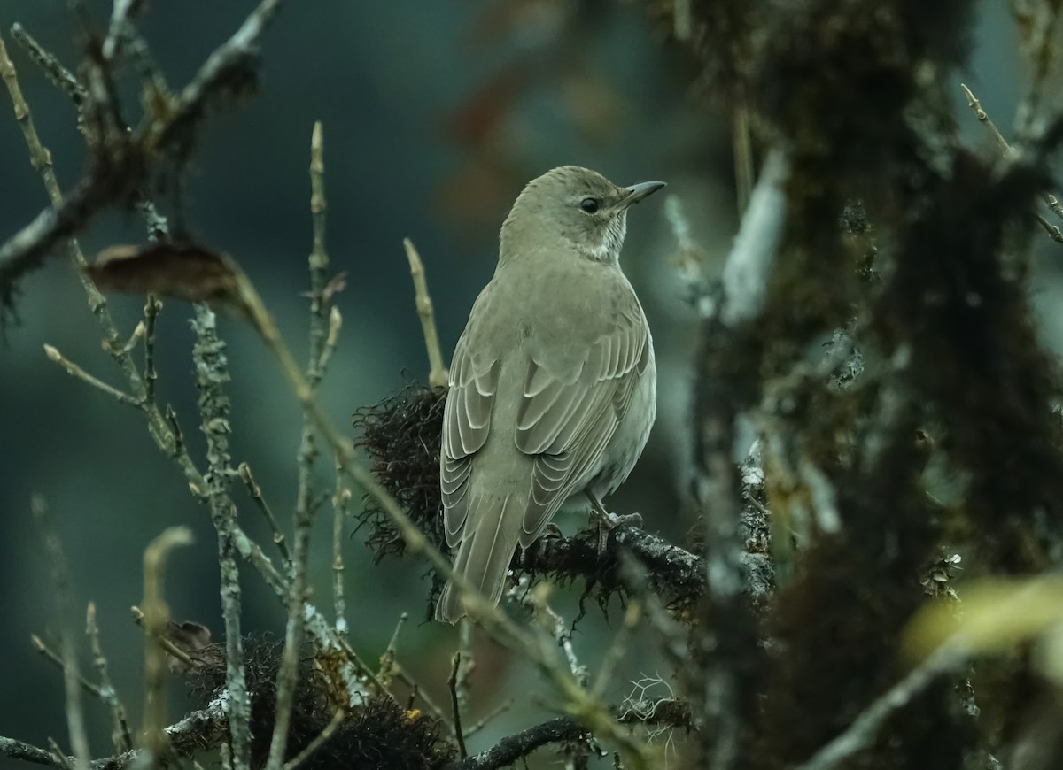 Black-throated Thrush - ML526415511