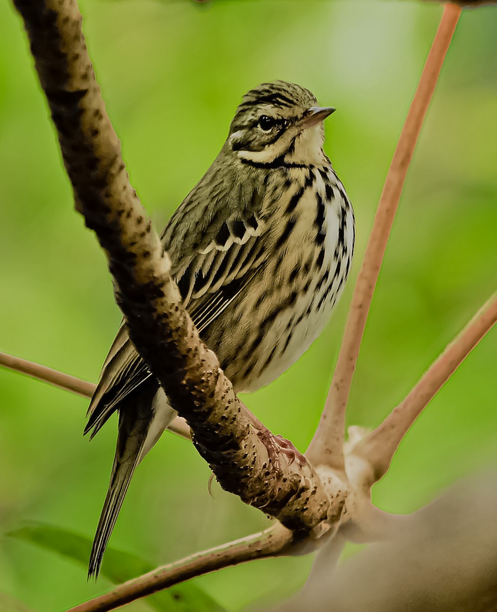 Olive-backed Pipit - ML526416041