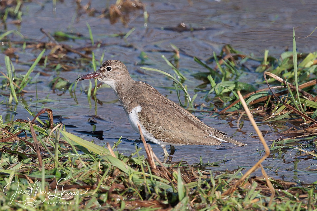 Common Sandpiper - ML526417141